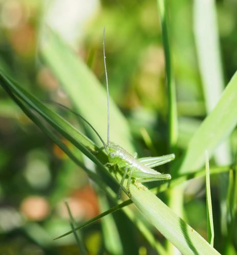 Réf. 226 077 : Tettigonia viridissima